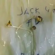 Jack 47 FV