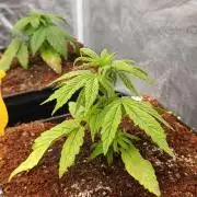 Cali Crasher Marshydro