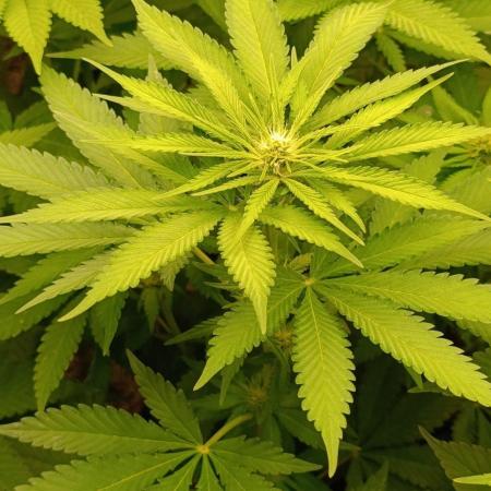 DC Kush