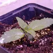 Isla Mirage Xpertnutrients