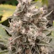 Banana Cream OG