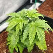 Isla Mirage Xpertnutrients