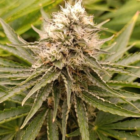 Super Lemon Cherry