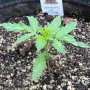 Super Boof XL Auto Outdoor