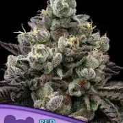 Red Banana Pudding II Marshydro