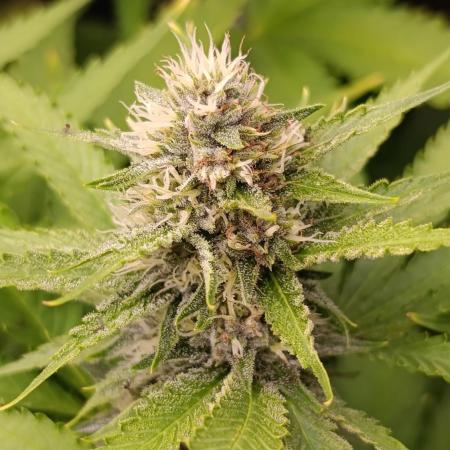 Pink Guava F1 FV