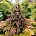 Monster Maker & Marshydro