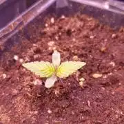 Sour Puffs Xpertnutrients