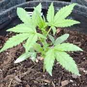 Strawberry Gorilla Rf3 Auto