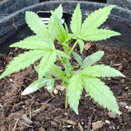Strawberry Gorilla Rf3 Auto