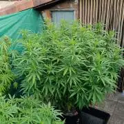Gello Z & Xpertnutrients