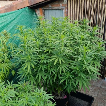 Gello Z & Xpertnutrients