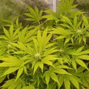 Cali Crasher Marshydro