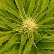 Sundae Driver Marshydro