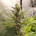 Papayton Xpertnutrients