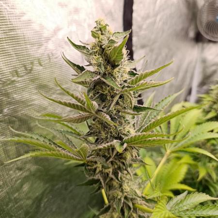 Papayton Xpertnutrients