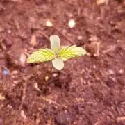 Privileged Baddie Xpertnutrients