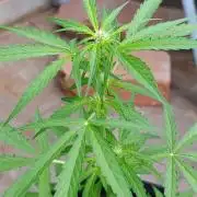 Milky Way F1 Auto