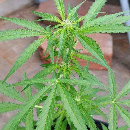 Milky Way F1 Auto