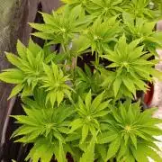 Isla Mirage Xpertnutrients