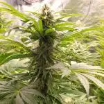 Mental Rainbow Xpertnutrients