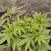 Lord Kush