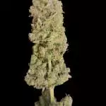 Blue Sunset Sherbert