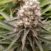 Super Lemon Cherry