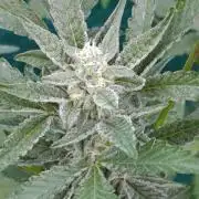 Papaya Zoap Auto