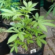 Super Boof XL Auto Outdoor