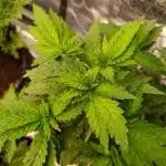 Sticky Queen Flower