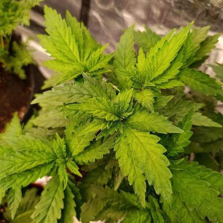 Sticky Queen Flower