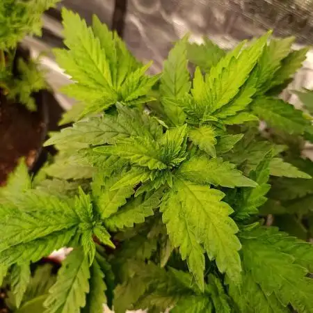 Sticky Queen Flower