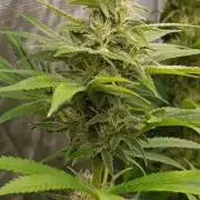 Super Boof RQS