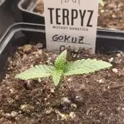 GokuZ OG Test & Marshydro