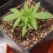 Jack 47 FV