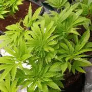 Zingatsu Xpertnutrients