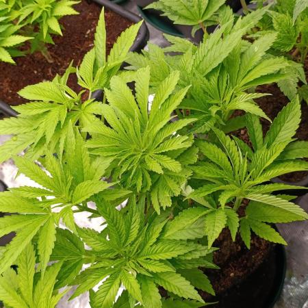 Zingatsu Xpertnutrients