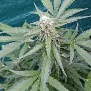 Gaia F1 Auto