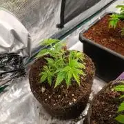 Sundae Driver Marshydro