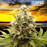 A5 Chaze x Marshydro