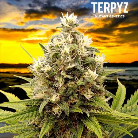 A5 Chaze x Marshydro