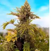 Mentha de Croco Fem Xpertnutrients