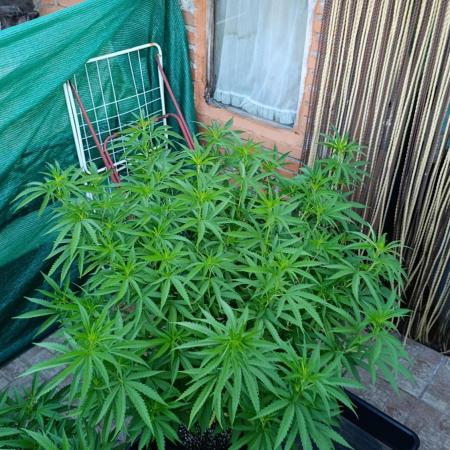 Gello Z & Xpertnutrients