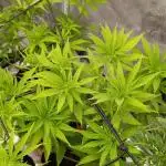 Ice Cream Haze Xpertnutrients