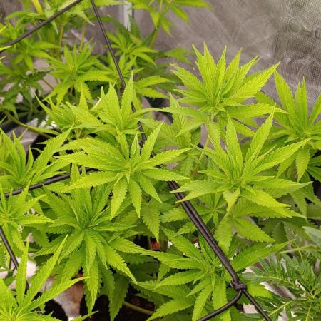 Ice Cream Haze Xpertnutrients