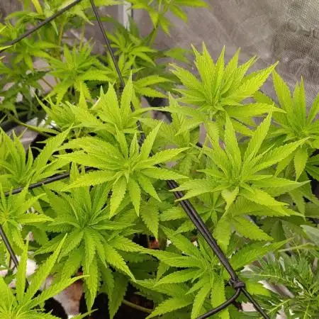 Ice Cream Haze Xpertnutrients