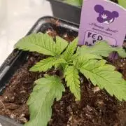 Red Banana Pudding II Marshydro