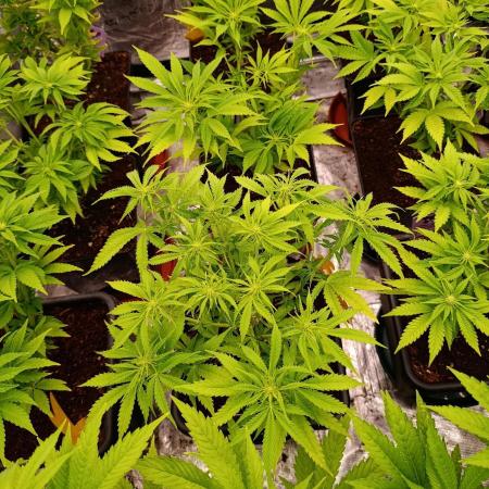 Privileged Baddie Xpertnutrients