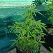 Gaia F1 Auto
